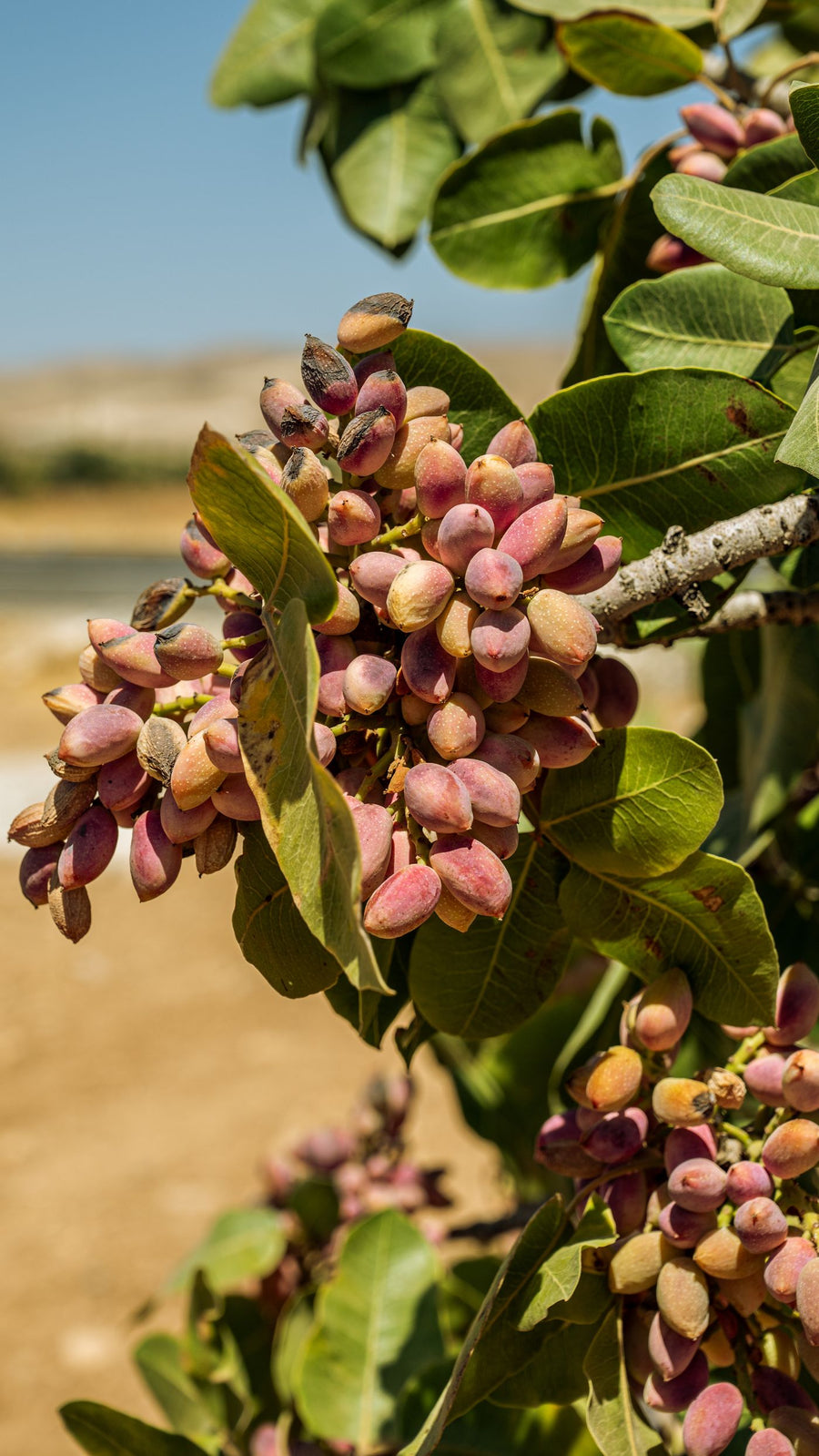 Ripe pistachio clusters on the branch