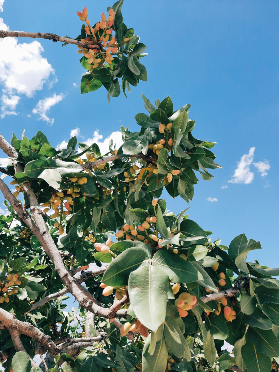 Clusters of ripening pistachios on the branch